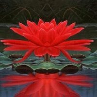red-lotus-with-reflection-circle